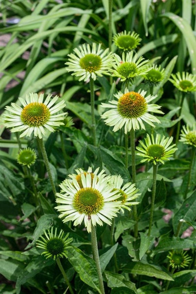 Nahaufnahme von grünen und gelben Echinacea-Blüten im Garten.
