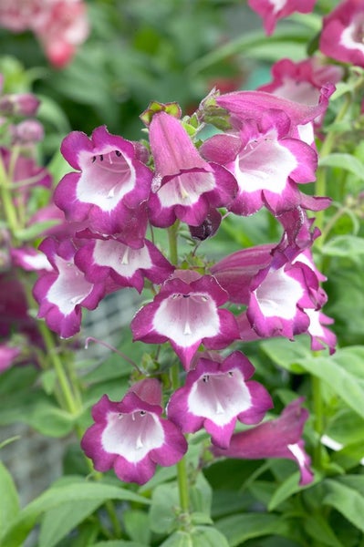 Aufnahme von Bartfaden-Blüten in Nahaufnahme.