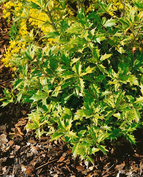 Osmanthus heterophyllus 'Tricolor', Duftblüte, buntes Laub, 20–25 cm