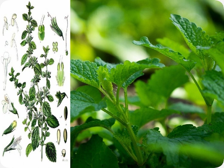 SAFLAX Garden in the bag - Zitronen - Melisse - Melissa officinalis - 150 Samen - Mit Anzuchtsubstrat im praktischen, selbst aufstellenden Beutel