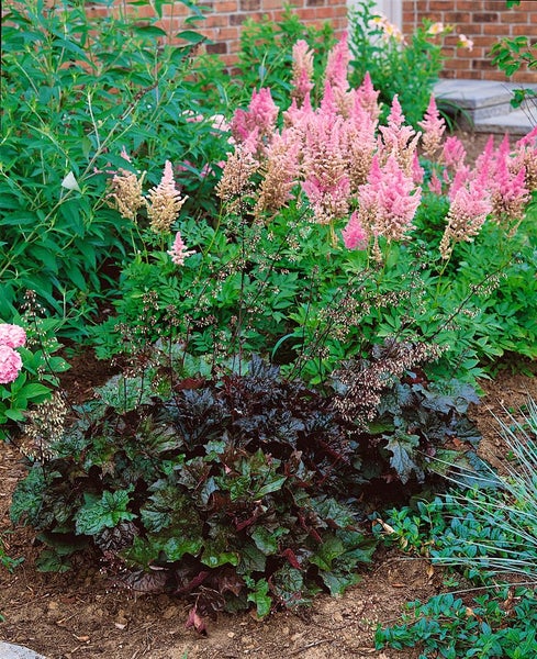Heuchera micrantha 'Palace Purple', Purpurglöckchen, ca. 9x9 cm Topf