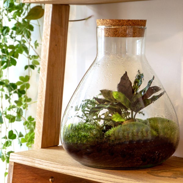 Flaschengarten Sammie - DIY-Pflanzenterrarium - 27 cm - mit Calathea-Pflanze