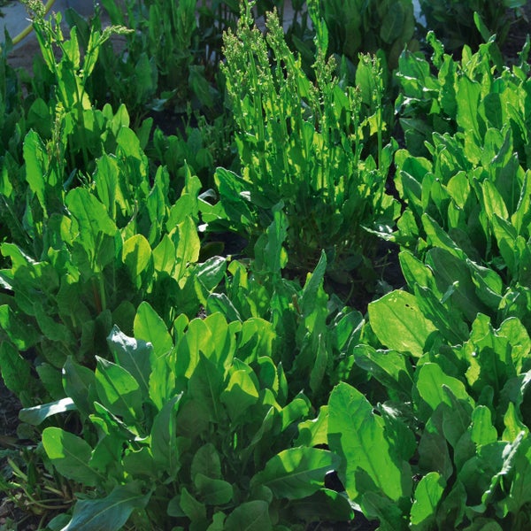 Sauerampfer-Pflanzen im Gartenbeet mit breiten Blättern und Blütenstängeln bei hellem Sonnenlicht.