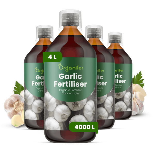 Organifer Knoblauch-Dünger, organisches Düngerkonzentrat, 4 Flaschen à 1 Liter, Ergiebigkeit bis zu 4000 Liter, inklusive Dosierkappen.