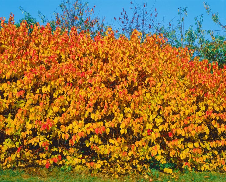 Cornus sanguinea, Roter Hartriegel, 40–60 cm