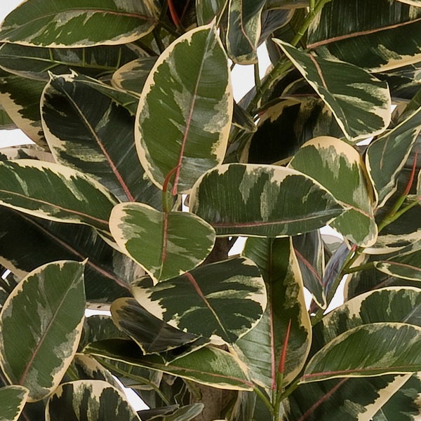 Detailansicht einer Ficus elastica Tineke mit gemusterten Blättern.