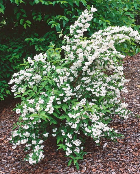 Deutzia scabra 'Pride of Rochester', Maiblumenstrauch, weiß, 40–60 cm
