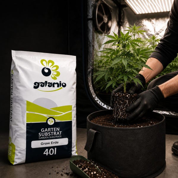 Galamio Gartensubstrat Grow Erde 40 Liter Sack beim Umtopfen einer Pflanze in einen Textiltopf in einem hellen Growzelt.