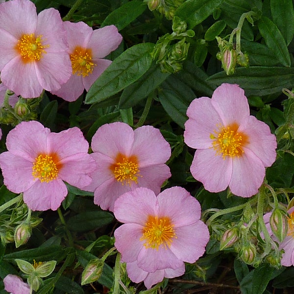 Nahaufnahme von sonnenröschenartigen Blumen