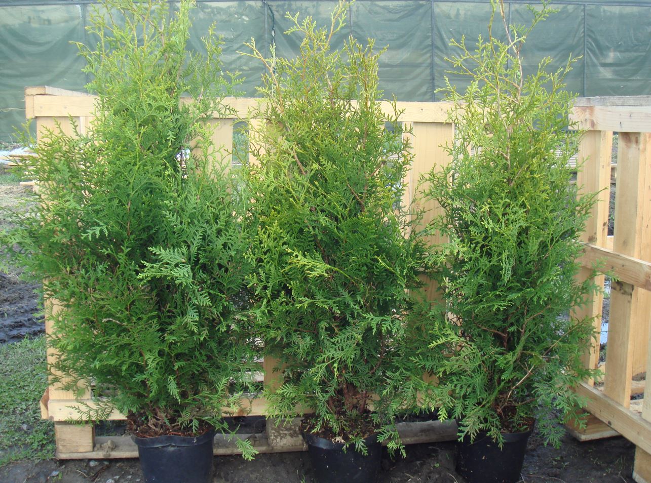 thuja aurea nana plant Thuja orientalis 'Aurea Nana' - Big and Bushy - Height 120-150cm