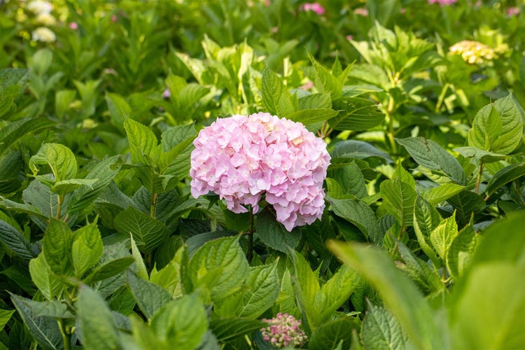 Hydrangea macrophylla 'Bouquet Rose', Hortensie, rosa, 60–80 cm