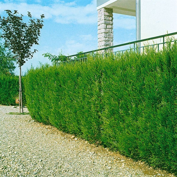 Grüne Hecke im Garten