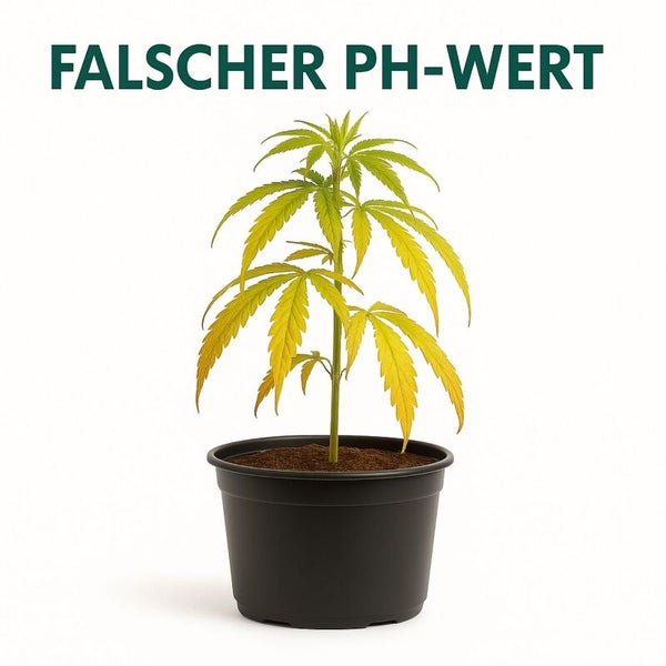 Eine Pflanze mit gelblichen Blättern in einem schwarzen Topf mit der Aufschrift falscher pH-Wert.