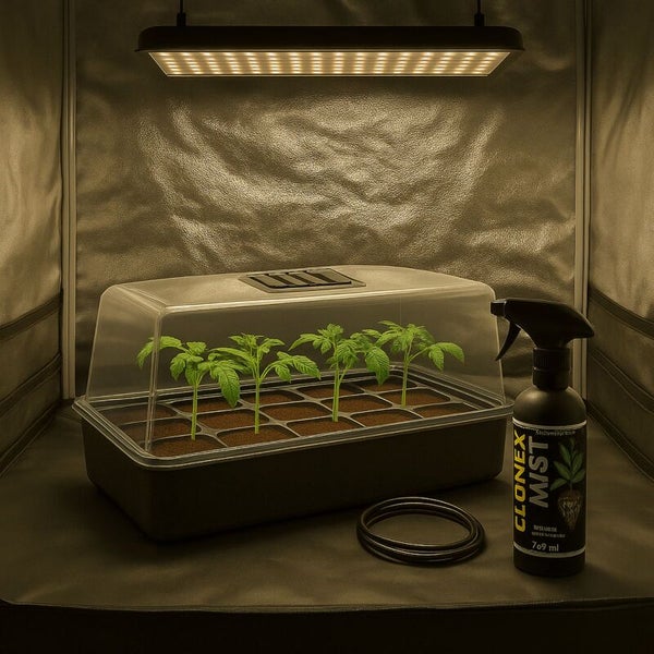 Zimmergewächshaus mit Setzlingen unter einer LED Pflanzenlampe und einer Sprühflasche in einem Anzuchtzelt.