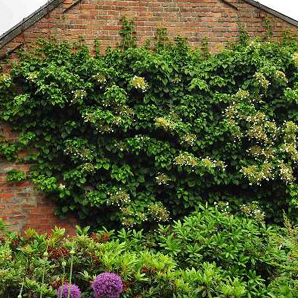 Kletterhortensie an einer Ziegelsteinmauer mit blühenden Pflanzen im Garten.