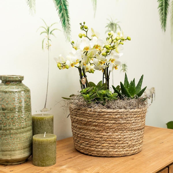 Kolibri Orchids weißes Pflanzenset im Schilfkorb inkl. Wassertank drei weiße Orchideen Amabilis 9cm und drei Grünpflanzen Rhipsalis Dschungelstrauß weiß mit autarkem Wassertank
