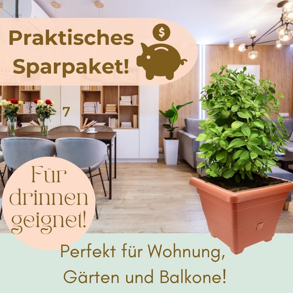 Pflanze im Topf in einem Wohnraum mit dem Hinweis 'Praktisches Sparpaket! Für drinnen geeignet! Perfekt für Wohnung, Gärten und Balkone!'
