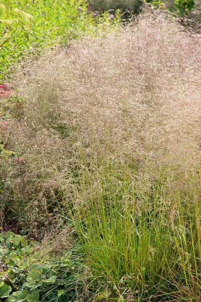Deschampsia cespitosa 'Goldtau', Schmiele, goldgelb, ca. 9x9 cm Topf