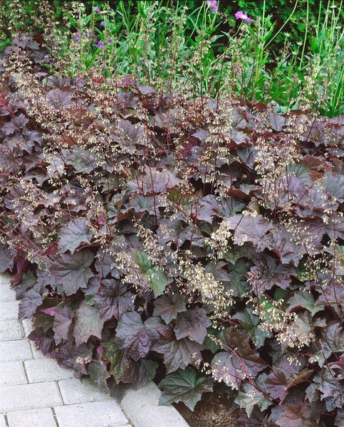 Heuchera micrantha 'Purple Petticoats', Purpurglöckchen, ca. 11x11 cm Topf