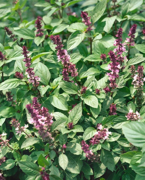 Ocimum kilimandscharicum, Afrikanisches Basilikum, ca. 11x11 cm Topf