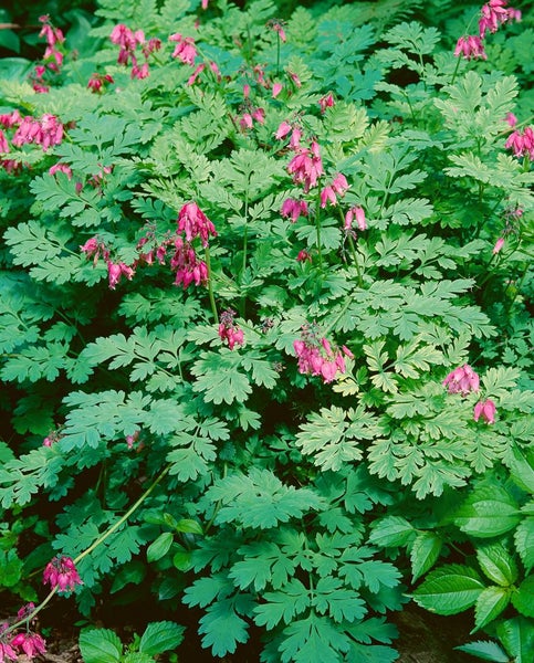 Dicentra formosa 'Luxuriant', Tränendes Herz, rosa, ca. 9x9 cm Topf