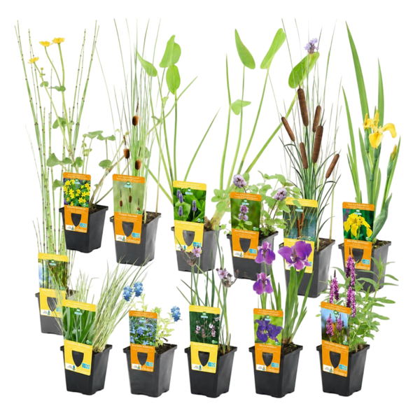 Set mit verschiedenen Teichpflanzen in schwarzen Anzuchttöpfen mit Etiketten, ideal für die Bepflanzung von Gartenteichen.