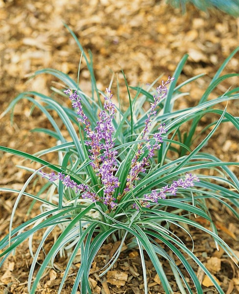 Liriope spicata, Lilientraube, immergrün, ca. 9x9 cm Topf