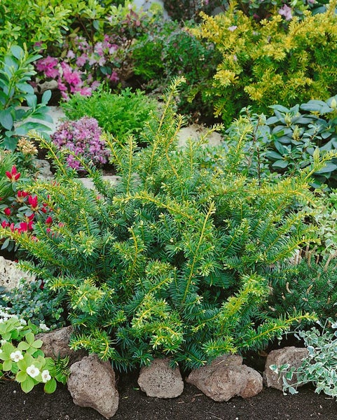 Taxus baccata 'Summergold', Eibe, goldgelb, 25–30 cm