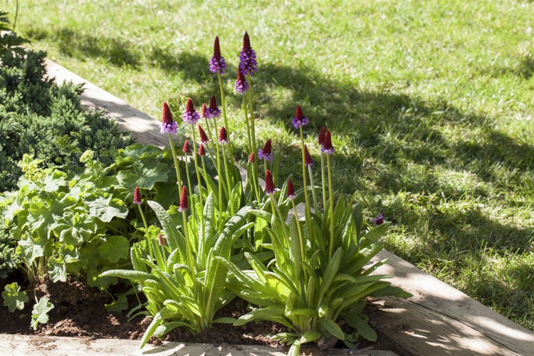 Primula vialii, Orchideenprimel, zweifarbig, ca. 9x9 cm Topf