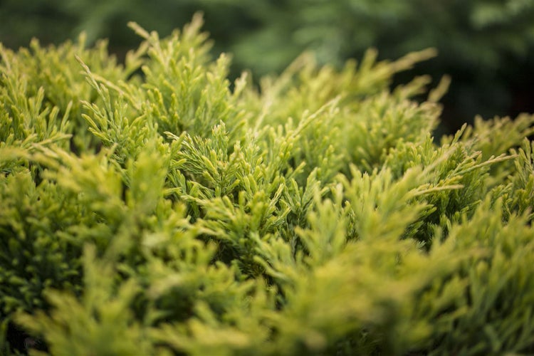 Juniperus horizontalis 'Limeglow', Kriech-Wacholder, gelbgrün, 20–25 cm