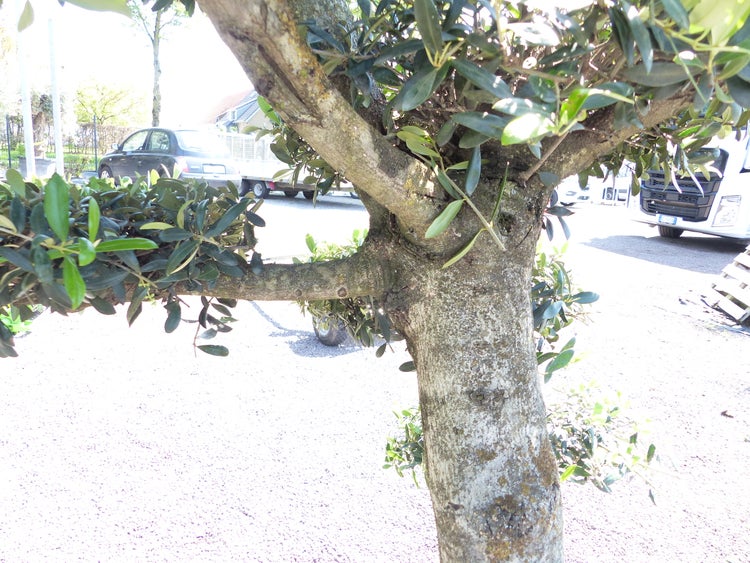 Olivenbaum 7 Pon Pon Bonsai Formgehölz Gartenbonsai Olea europaea Olive winterhart