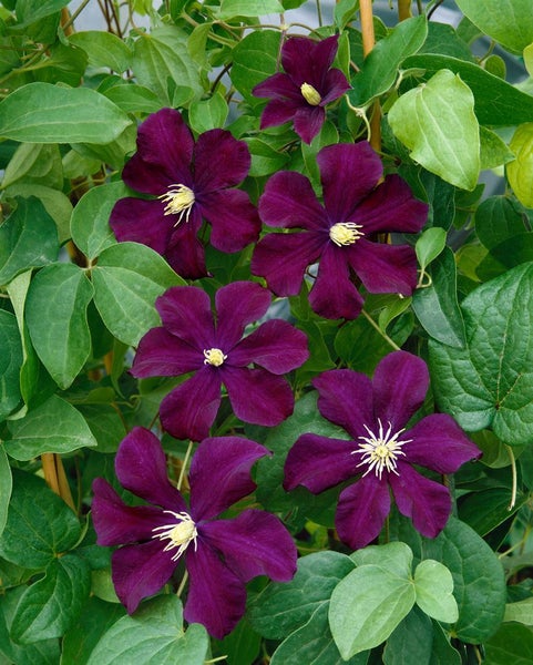 Clematis Hybride 'Warszawska Nike', dunkelviolett, 60–100 cm