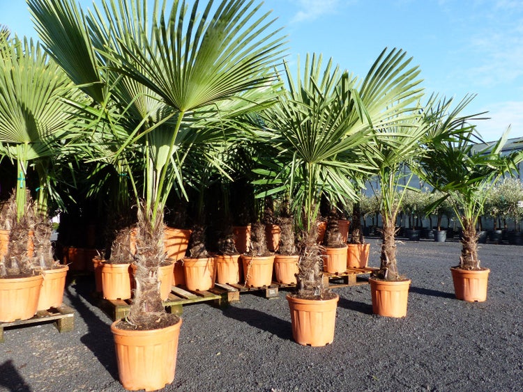 XXL Palme Stammhöhe 40-50 cm winterhart 160-180 cm Trachycarpus fortunei, Hanfpalme, Top-Qualität