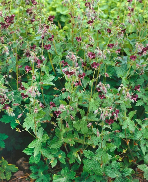 Blutroter Storchschnabel Pflanze mit grünen Blättern und blutroten Blüten