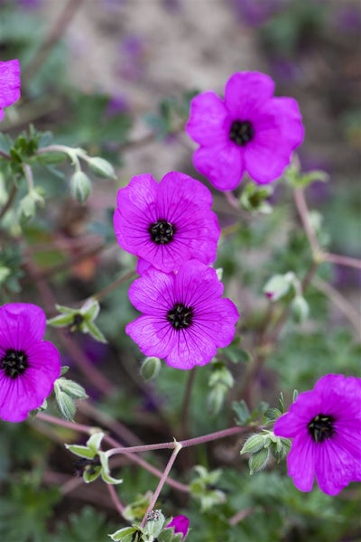 Geranium cinereum subcaulesc. 'Giuseppii', leuchtend rosa, ca. 9x9 cm Topf