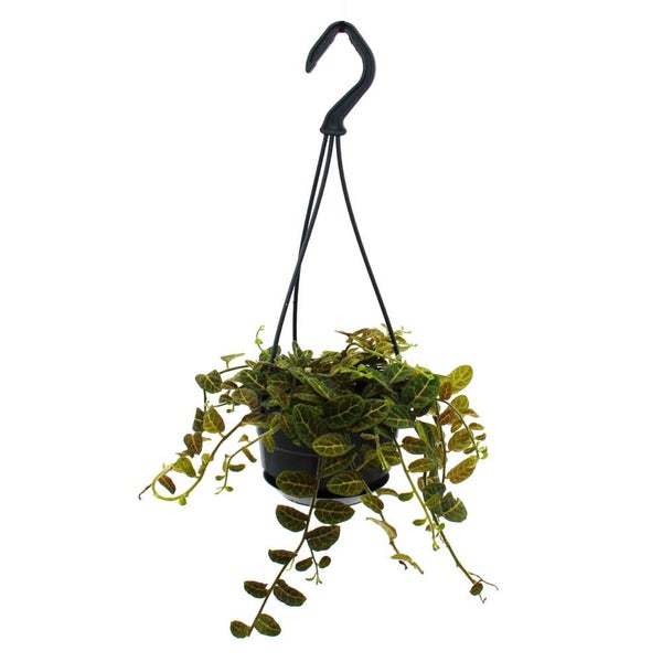 Mini-plantes vivaces faciles d'entretien en suspension de 12 cm