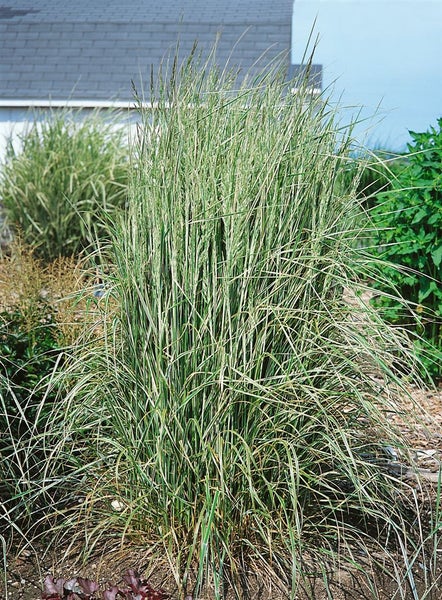 Calamagrostis x acutiflora 'Overdam', Ziergras, ca. 9x9 cm Topf