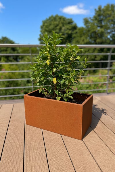 Rechteckiger Pflanzkübel in Edelrost-Optik mit einer grünen Pflanze auf einer Holzterrasse.