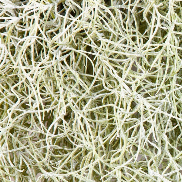 Nahaufnahme von Spanischem Moos mit dünnen, verschlungenen, silbrig-grünen Trieben für Dekorationen.