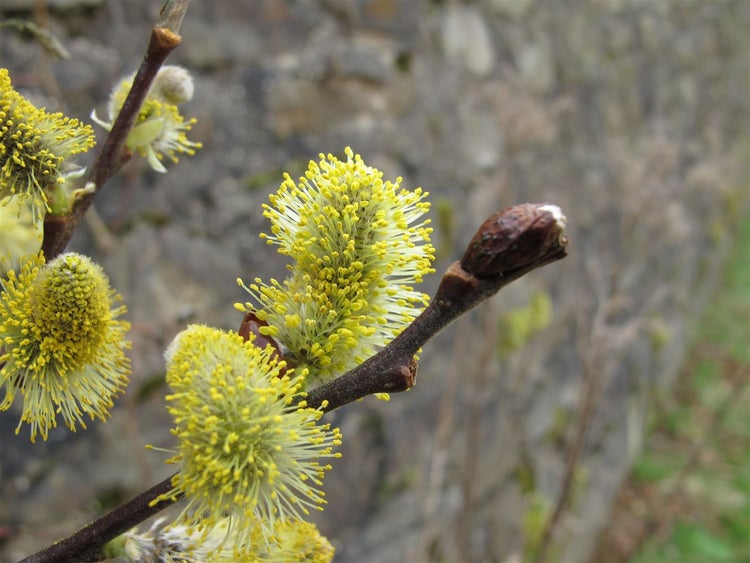 Salix caprea 'Nico', Kätzchenweide, 60 cm Stammhöhe