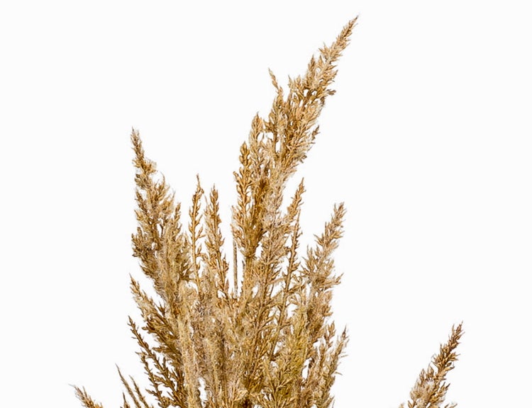 Getrocknetes Ziergras mit federartigen Wedeln in Braun