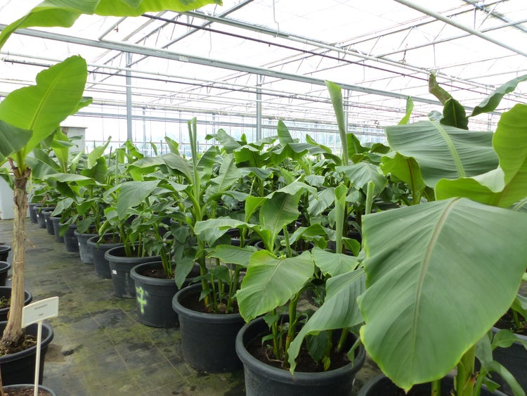 Bananenstaude als Gruppe bis 10 Pflanzen Banane Musa Basjoo 200 cm winterhart Staude japanische Faserbanane