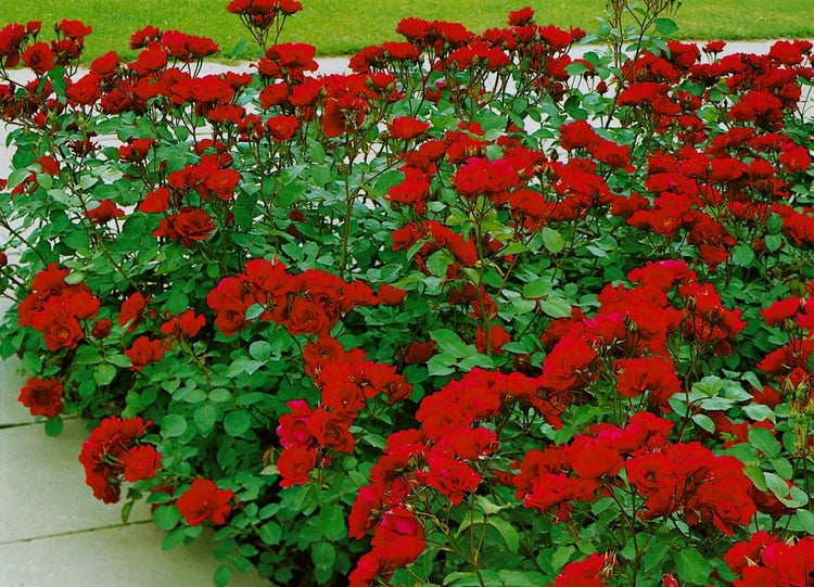 Beet mit rot blühenden Rosen