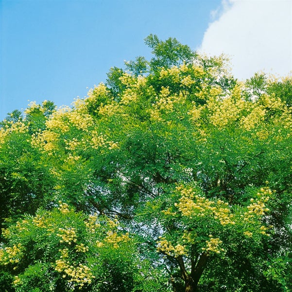 Sophora japonica, Japanischer Schnurbaum, 80–100 cm