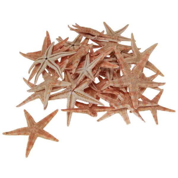 Mehrere Seesterne zur Dekoration
