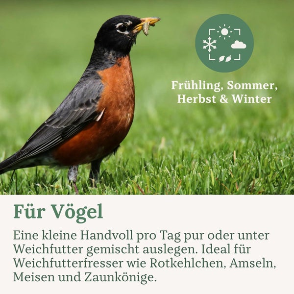 Ein Rotkehlchen mit Futter im Schnabel im Gras für die Vogelfütterung im Frühling, Sommer, Herbst und Winter.