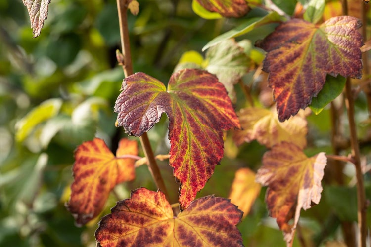 Ribes nigrum 'Titania', Schwarze Johannisbeere, 90 cm Stammhöhe