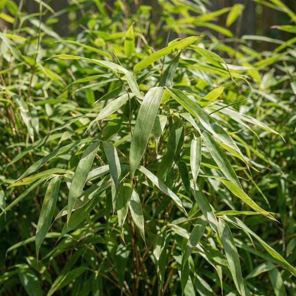 Bambuspflanze mit schmalen, spitzen Blättern für den Garten.