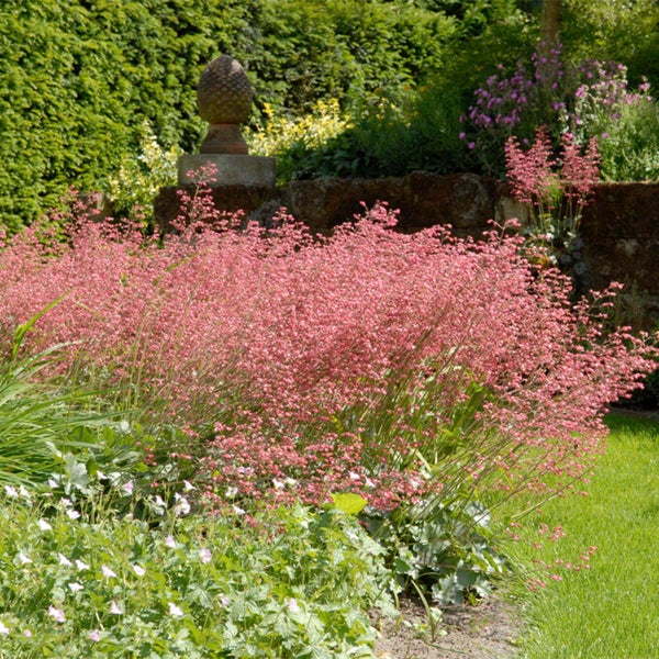 Szene mit Korallen-Glockenblumen im Garten