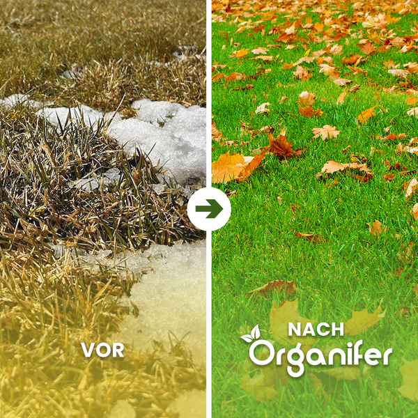 Vorher-Nachher-Vergleich von Rasenflächen mit Rasendünger